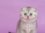 Kendy Scottish - Scottish Fold Cat For Sale - Brooklyn&comma; NY&comma; US