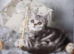 Mia - Scottish Straight Cat For Sale - Brooklyn&comma; NY&comma; US