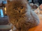 Sweet Silver CFA Registered Persian Kitten - Persian Cat For Sale - Perry&comma; FL&comma; US