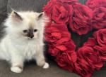 TICA female seal Tortie Ragdoll - Ragdoll Cat For Sale - Minerva&comma; OH&comma; US