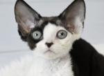 Venya&lowbar; - Devon Rex Cat For Sale - Norwalk&comma; CT&comma; US