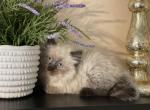 Full ragdoll girl - Ragdoll Cat For Adoption - Auburn&comma; WA&comma; US
