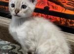 Jewels kittens - Bengal Cat For Sale - Seattle&comma; WA&comma; US