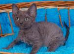 Frezy - Devon Rex Cat For Sale - Norwalk&comma; CT&comma; US