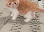 Socks - Exotic Cat For Sale - Talco&comma; TX&comma; US