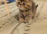 Poppy - Exotic Cat For Sale - Talco&comma; TX&comma; US