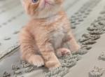 Bear - Exotic Cat For Sale - Talco&comma; TX&comma; US