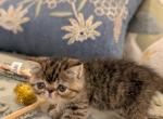 Jolene - Exotic Cat For Sale - Talco&comma; TX&comma; US