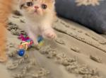 Minnie - Exotic Cat For Sale - Talco&comma; TX&comma; US