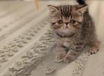 Niesie - Exotic Cat For Sale - Talco&comma; TX&comma; US
