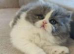 Simon blue and white bicolor with pink nose - British Shorthair Cat For Sale - Houston&comma; TX&comma; US