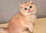 Like blue golden shaded ay 12 british boy - British Shorthair Cat For Sale - Houston&comma; TX&comma; US