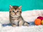 Little mountain lion Simba black ticked british - British Shorthair Cat For Sale - Houston&comma; TX&comma; US