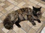 Inesha Black Tortie - Maine Coon Cat For Sale - Longmont&comma; CO&comma; US