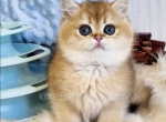 Elan ny25 black golden ticked british shorthair - British Shorthair Kitten For Sale - Houston&comma; TX&comma; US