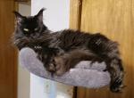 Kekoa - Maine Coon Cat For Sale - 