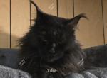 Kekoa - Maine Coon Cat For Sale - Longmont&comma; CO&comma; US