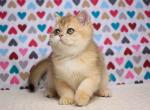 Kruasan ny 12 black golden shell british shorthair - British Shorthair Cat For Sale - Houston&comma; TX&comma; US