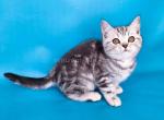 Uma tiger silver classic tabby baby girl - British Shorthair Cat For Sale - Los Angeles&comma; CA&comma; US