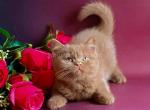 Ray rare cinnamon british shorthair baby boy - British Shorthair Cat For Sale - Los Angeles&comma; CA&comma; US