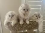 Folded pufs - Scottish Fold Cat For Sale - Herndon&comma; VA&comma; US