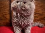 Exotic lilac kitten - Exotic Cat For Sale - TX&comma; US