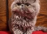 Lilac exotic longhair - Persian Cat For Sale - TX&comma; US