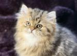 Phoenix - Persian Cat For Sale - San Antonio&comma; TX&comma; US
