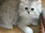Orion - Persian Cat For Sale - San Antonio&comma; TX&comma; US