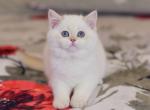 Lola - Scottish Straight Cat For Sale - Brooklyn&comma; NY&comma; US