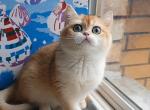 Dolly - British Shorthair Cat For Sale - Brooklyn&comma; NY&comma; US