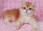 Honey - British Shorthair Cat For Sale - Brooklyn&comma; NY&comma; US