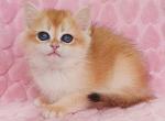 Fasolka - British Shorthair Cat For Sale - Brooklyn&comma; NY&comma; US