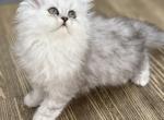 Kairo - Persian Cat For Sale - San Antonio&comma; TX&comma; US