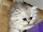 Kalypso - Persian Cat For Sale - San Antonio&comma; TX&comma; US