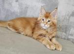 Nice - Maine Coon Cat For Sale - Grayslake&comma; IL&comma; US