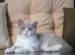 Onix - British Shorthair Cat For Sale - Grayslake&comma; IL&comma; US