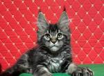 Jackson - Maine Coon Cat For Sale - Grayslake&comma; IL&comma; US