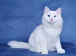 Kai - Siberian Cat For Sale - Pembroke Pines&comma; FL&comma; US