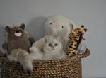 Gigi - British Shorthair Cat For Sale - Vancouver&comma; WA&comma; US