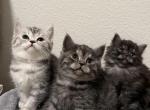 Silver and smoke - Scottish Fold Cat For Sale - Tukwila&comma; WA&comma; US