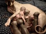 Phelia's January Litter - Sphynx Cat For Sale - Ewing&comma; NJ&comma; US