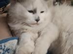 Ragdoll male - Ragdoll Cat For Sale - Pittsburgh&comma; PA&comma; US