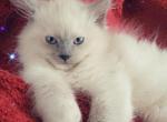 Blue Point Ragdoll Kitten - Ragdoll Cat For Sale - Eau Claire&comma; WI&comma; US