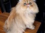 Celestial Dolce - Persian Cat For Sale - Fort Worth&comma; TX&comma; US