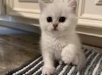 Lizzie - Scottish Straight Cat For Sale - Richmond&comma; TX&comma; US
