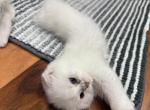Timmy - Scottish Fold Cat For Sale - Richmond&comma; TX&comma; US