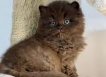 Oreo - Scottish Straight Cat For Sale - Los Angeles&comma; CA&comma; US
