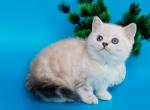 Germes - British Shorthair Cat For Sale - Pembroke Pines&comma; FL&comma; US