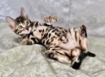 Dzherri - Bengal Cat For Sale - Hollywood&comma; FL&comma; US